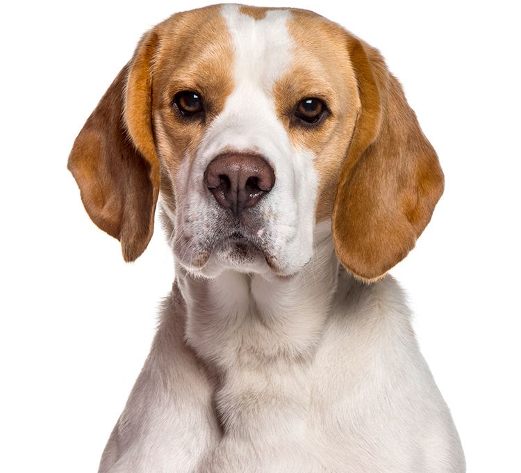 beagle dog looking at the camera
