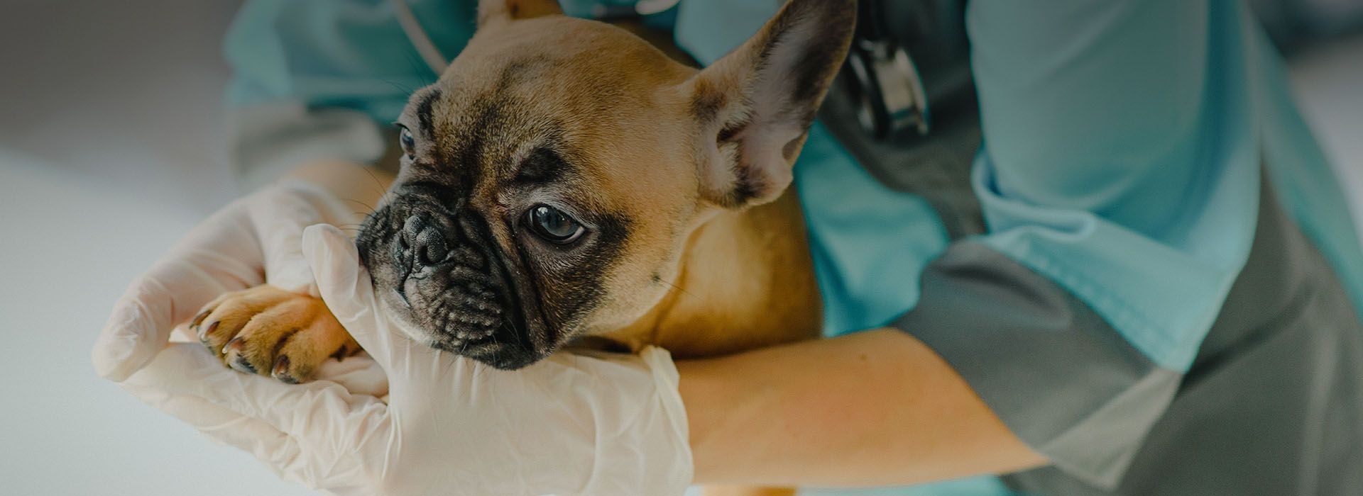  french bulldog dog at vet clinic