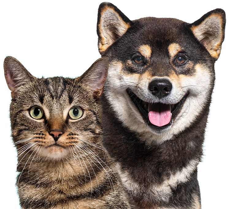 grey striped cat and shiba inu dog