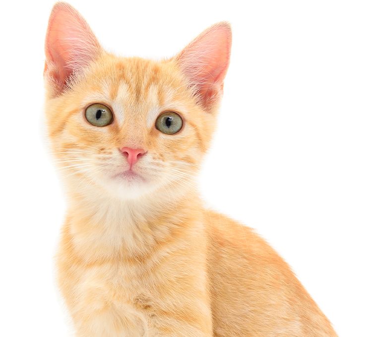 orange small kitten looking at camera