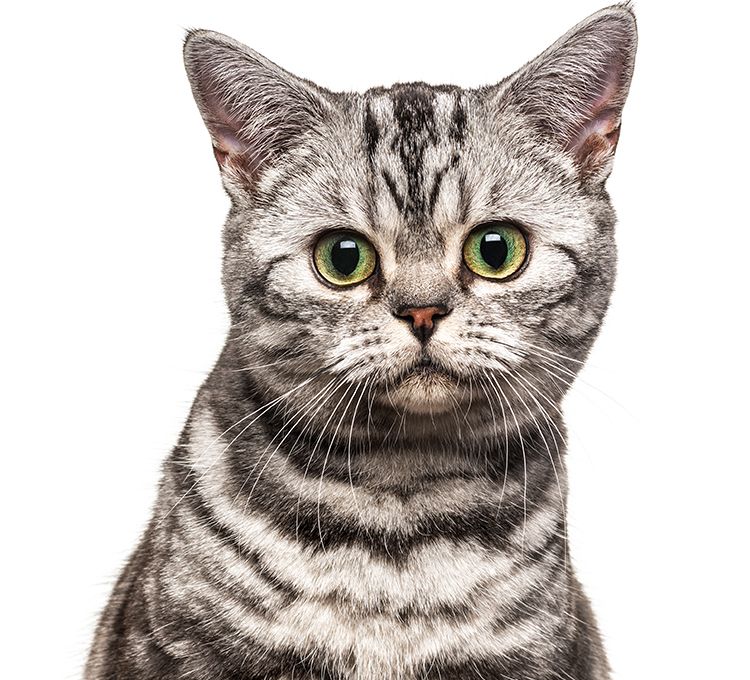 british shorthair cat