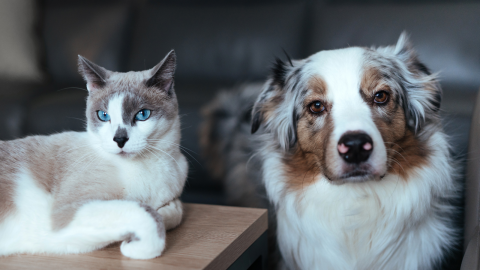 Do DIY Pet Dental Hacks Actually Work?