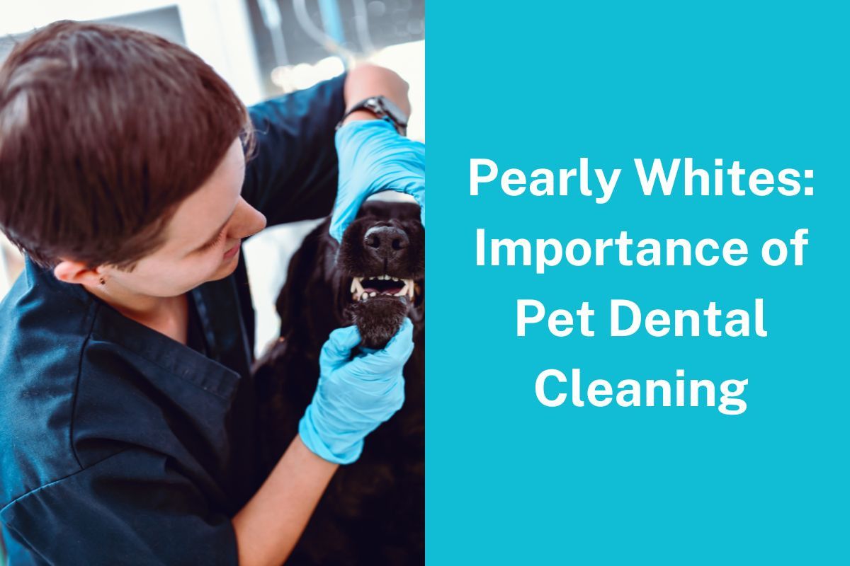 Pearly-Whites-Importance-of-Pet-Dental-Cleaning-9