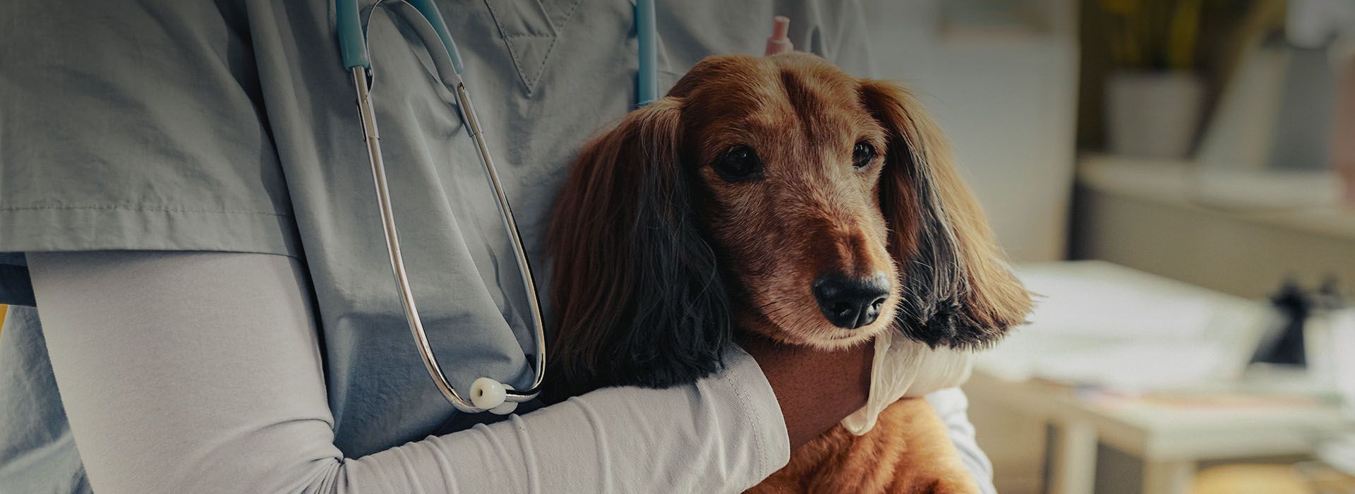 veterinarian cuddling cute dog at pet hospital