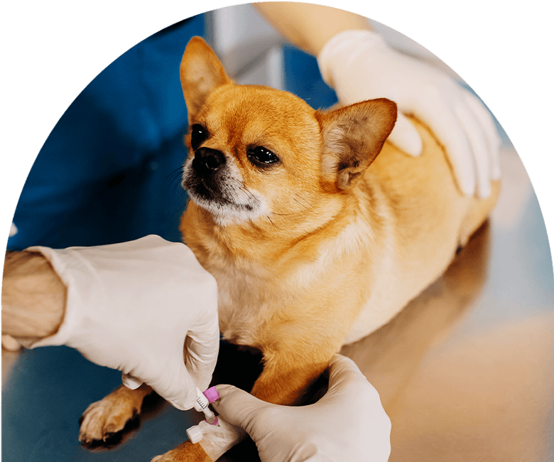 vet taking a blood sample from a chihuahua dog