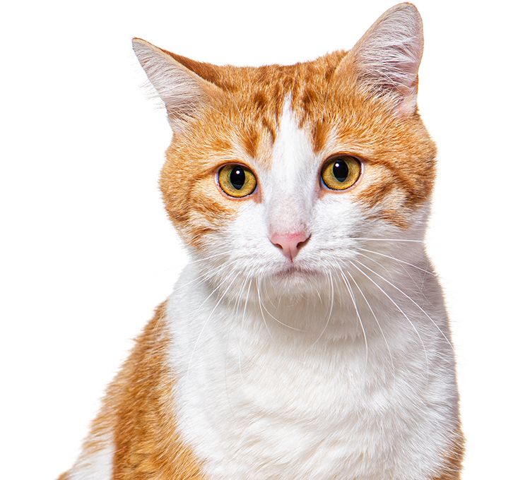ginger and white cat on a white background