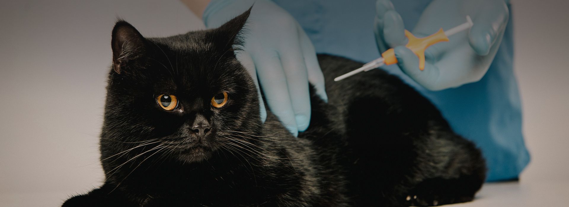 vet microchipping black cat