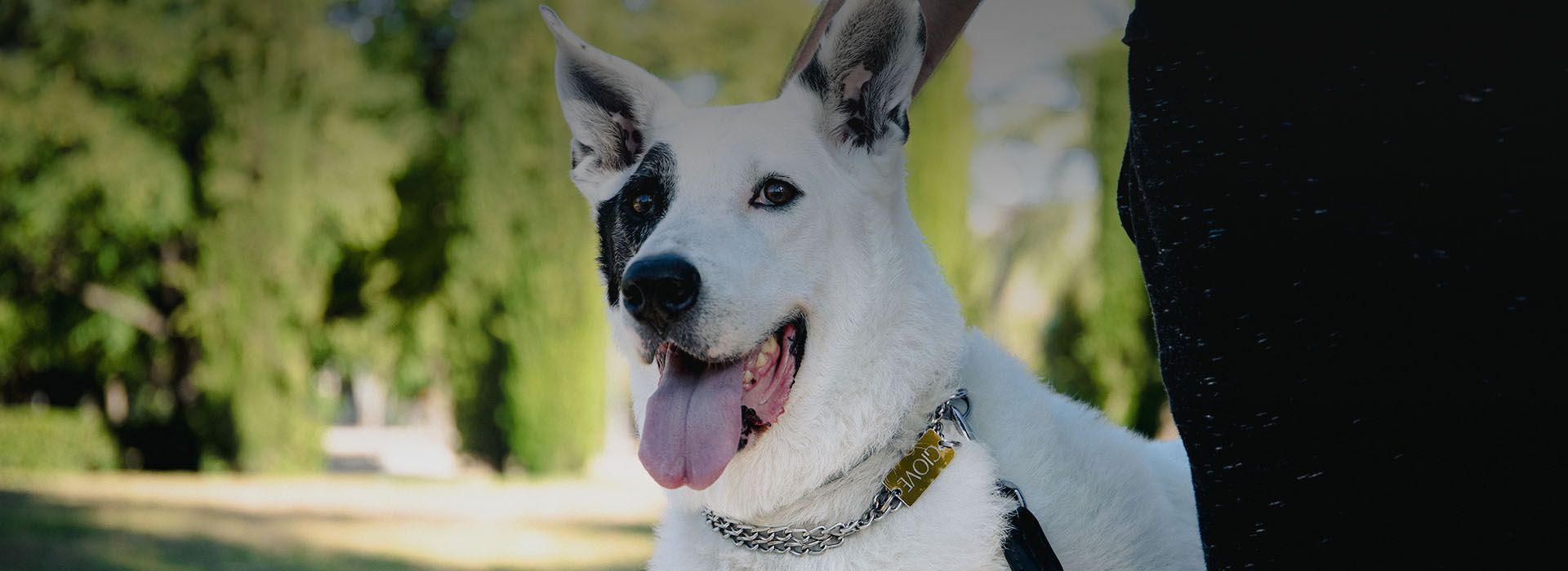 white dog with black spot one eye