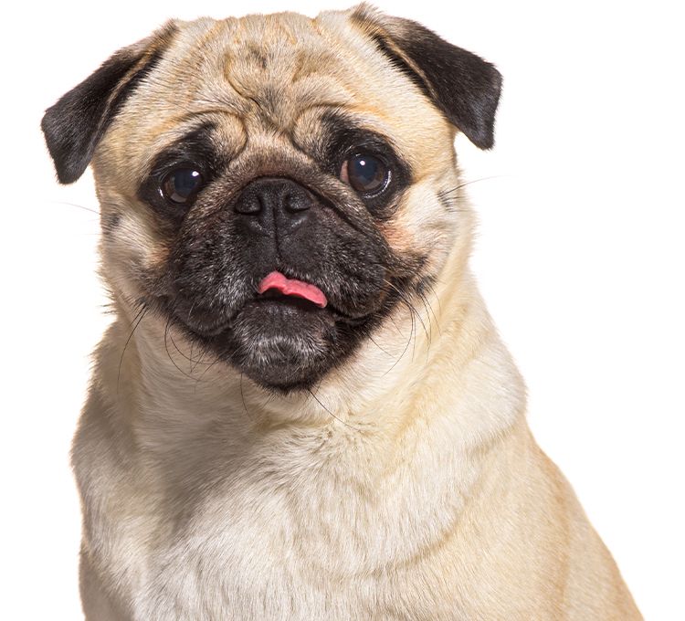 pug dog with its tongue out and looking at camera