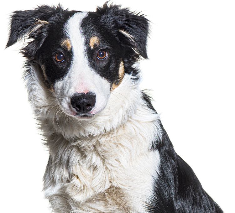 young border collie dog on white background