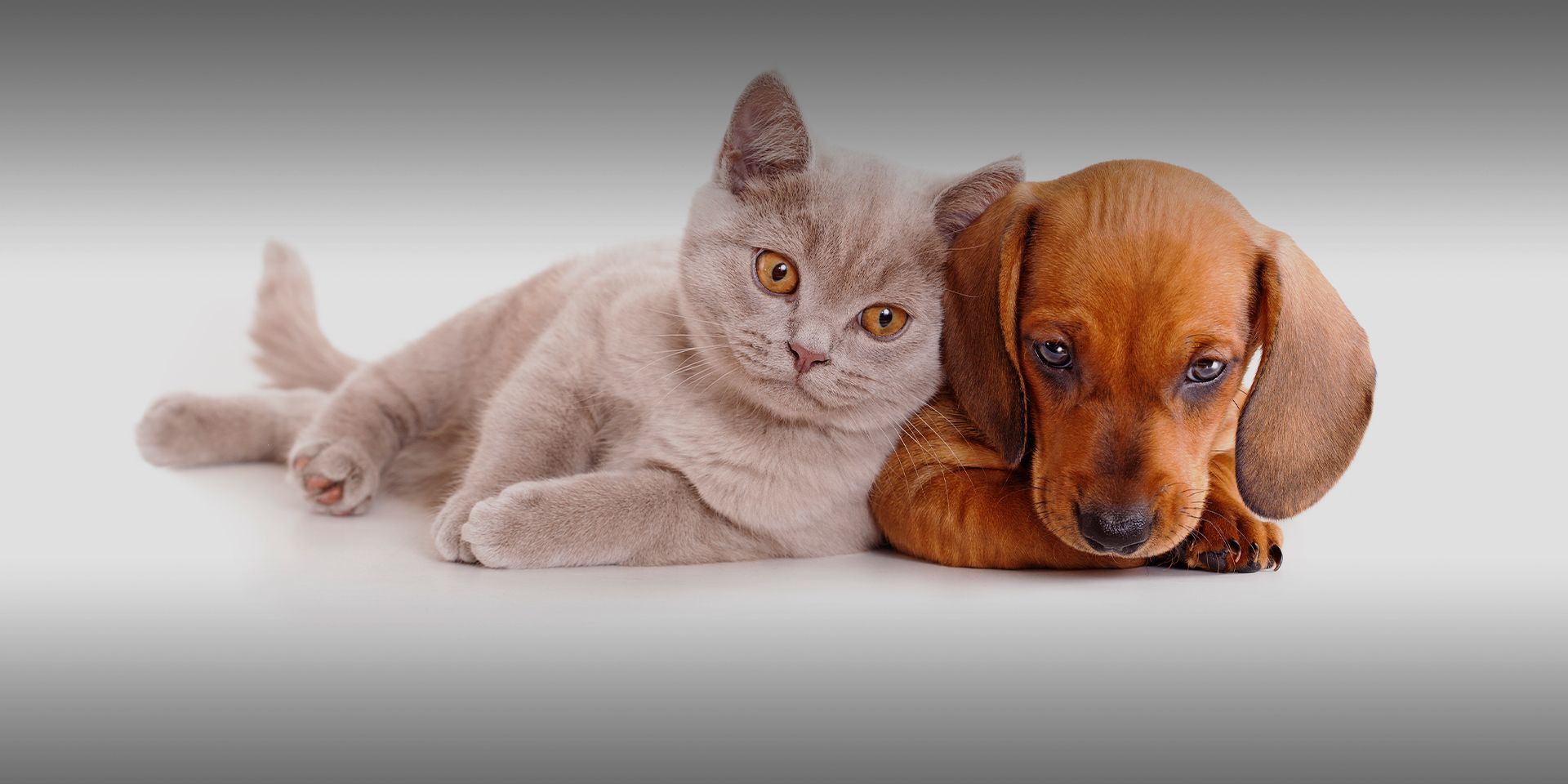 British Kitten Rare Color Lilac And Puppy Red Dachshund