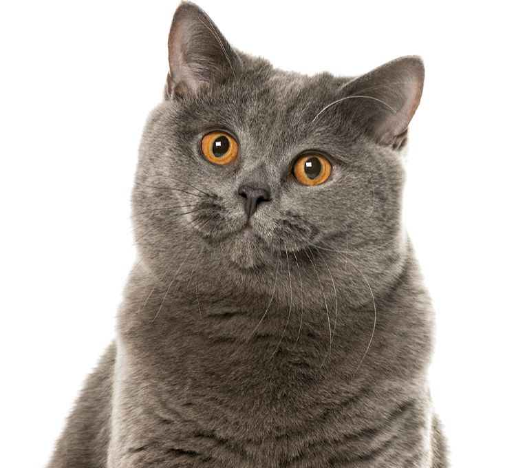 gray cat looking at the camera
