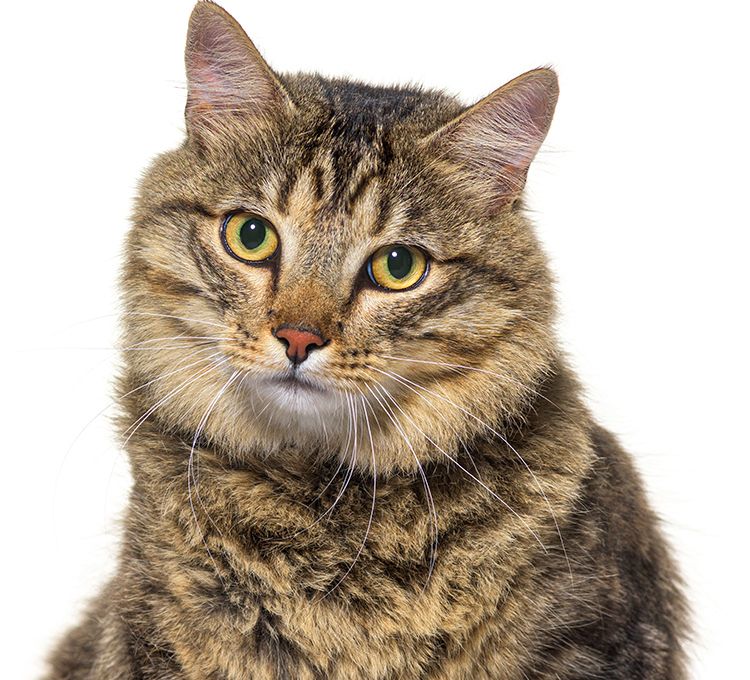 mixedbreed striped cat on a white background