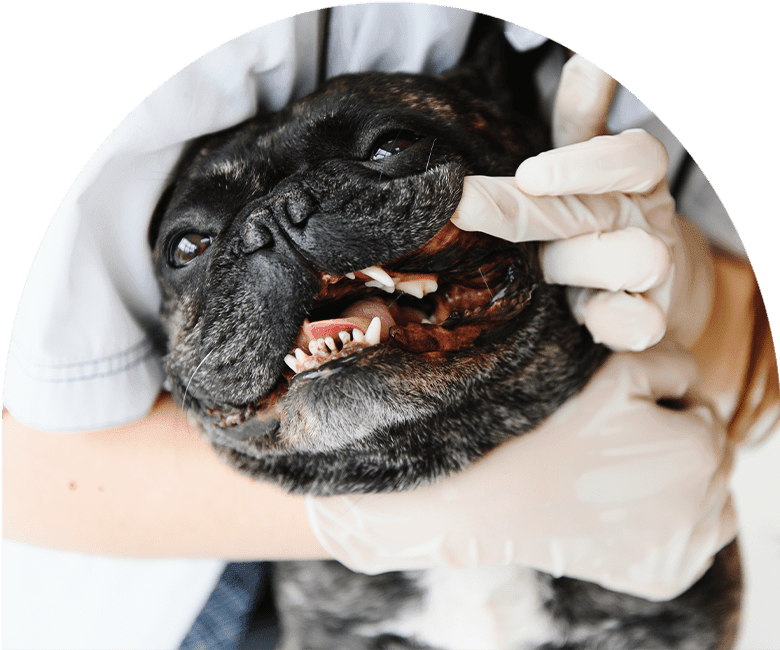 vet checking french bulldog teeth