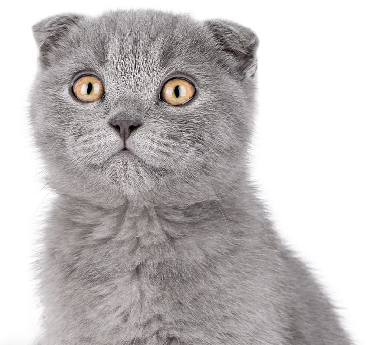 gray scottish cat looking at camera