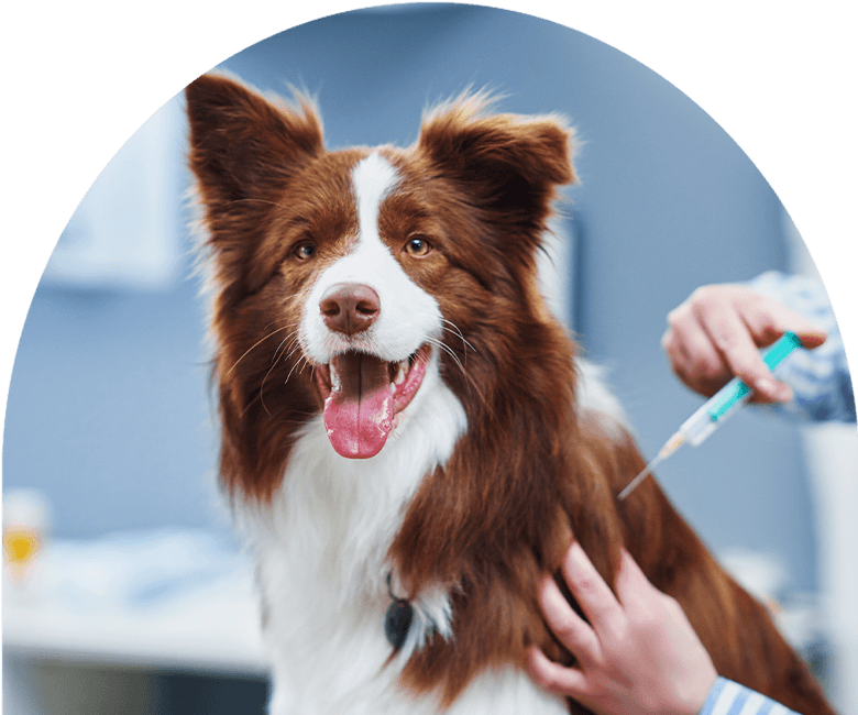 vet vaccinating a border collie dog