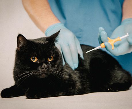 vet wearing blue gloves microchipping black cat