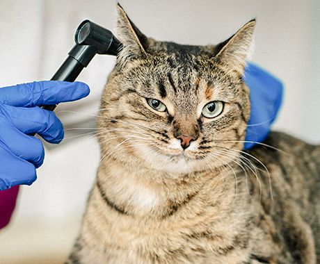 veterinarian checking cat's ear