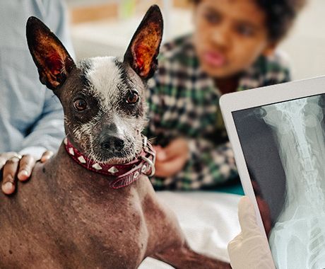 vet showing dog's x-ray