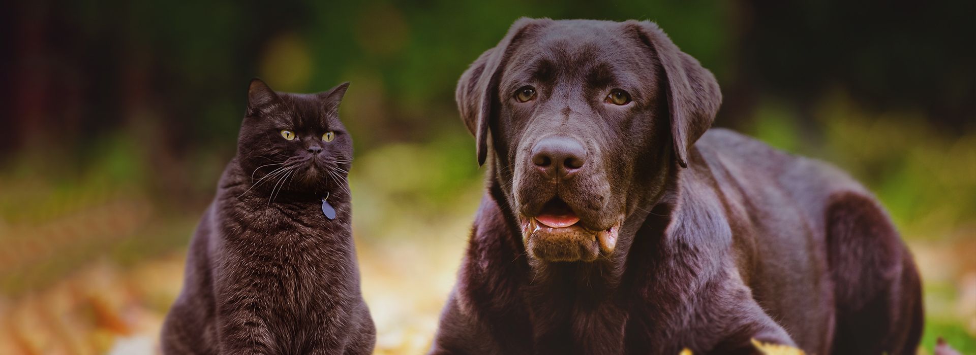 brown cat and labrador dog in the park