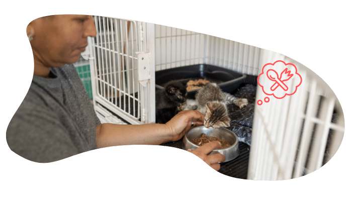 Shelter pet receiving care in Little Elm, TX after adoption