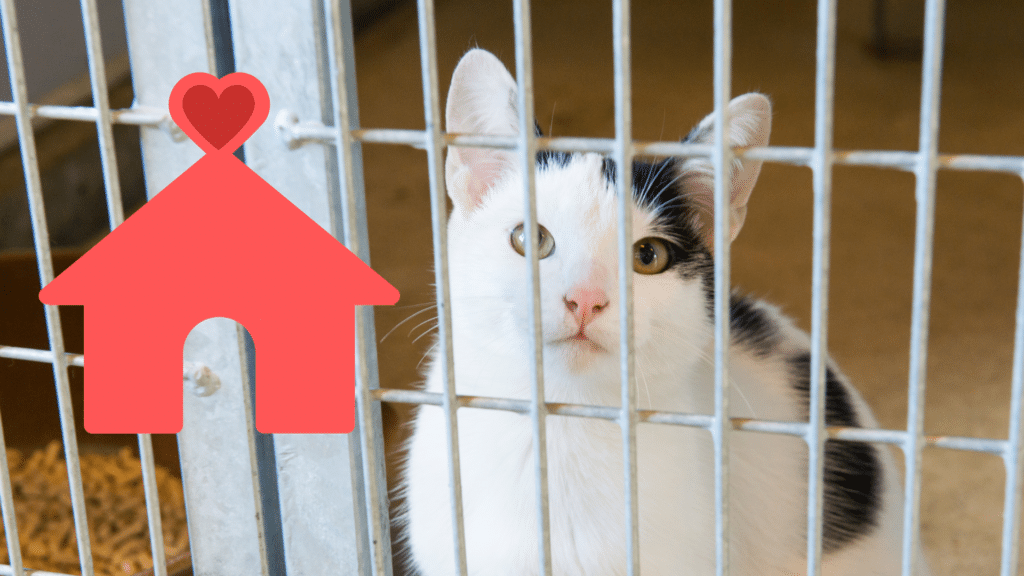 Adopting a shelter cat with support from SimpleVet Pet Hospital in Little Elm, TX