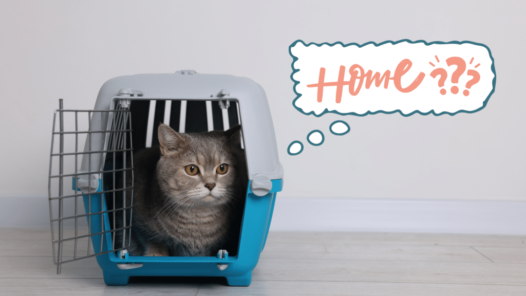 Cat sitting inside a carrier as a new pet prepares to go home near SimpleVet Pet Hospital in Little Elm, TX